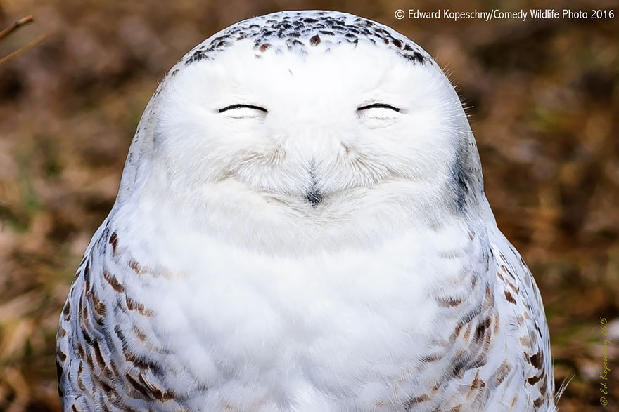 participantes-premios-fotografia-comedy-wildlife-2016 (1)