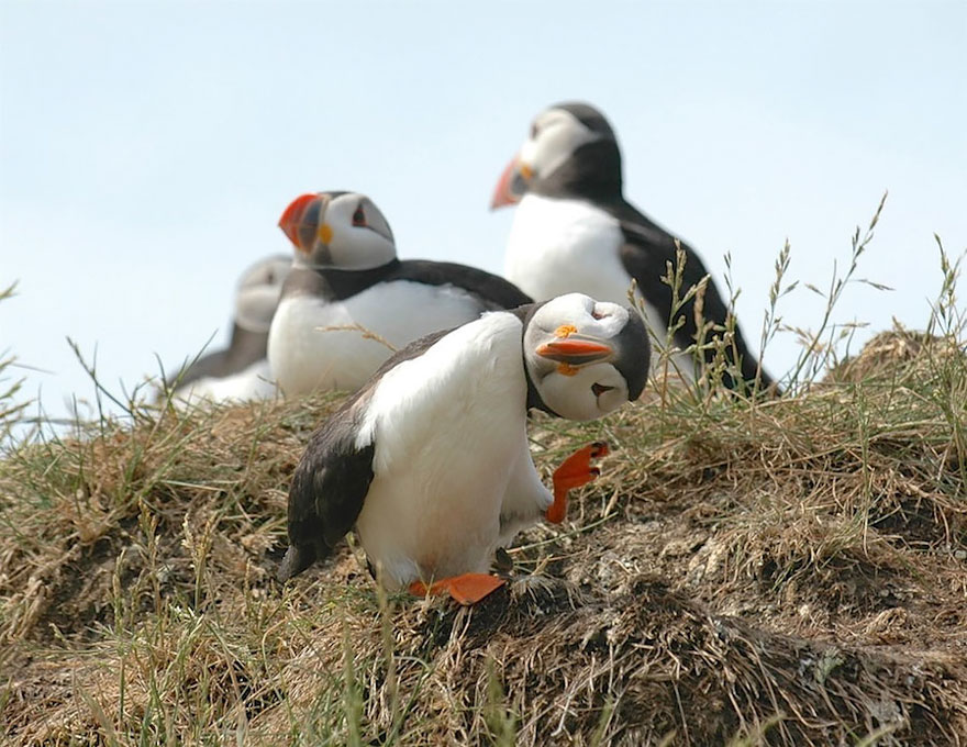 participantes-premios-fotografia-comedy-wildlife-2016 (2)