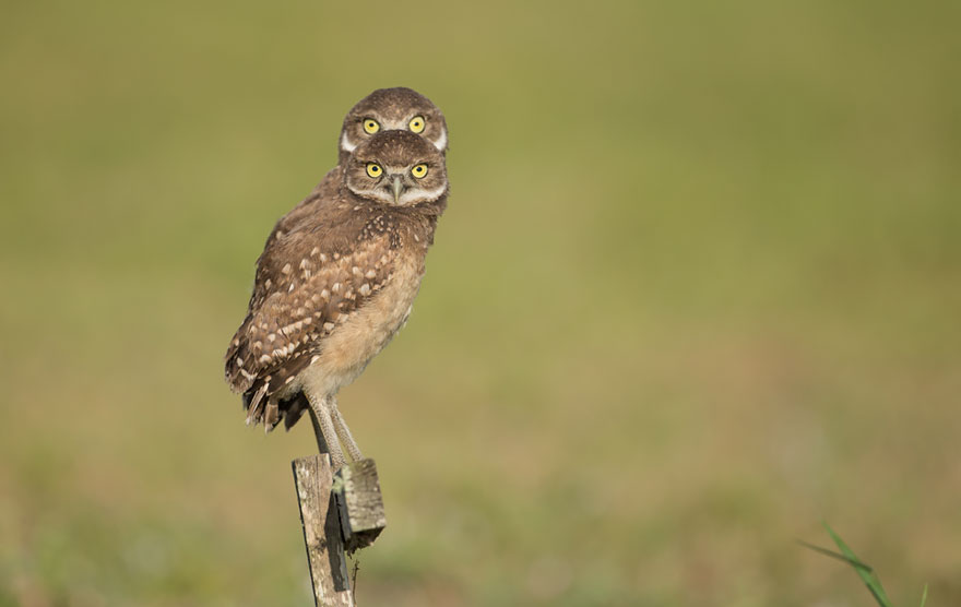 participantes-premios-fotografia-comedy-wildlife-2016 (4)