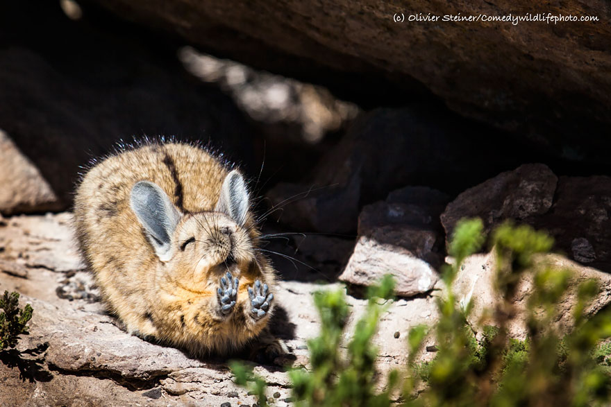 participantes-premios-fotografia-comedy-wildlife-2016 (5)