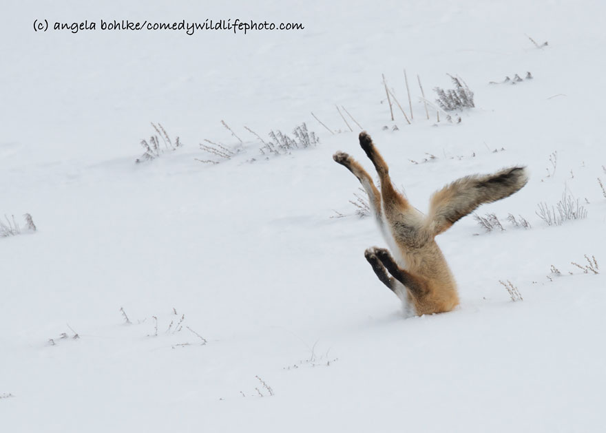 participantes-premios-fotografia-comedy-wildlife-2016 (6)