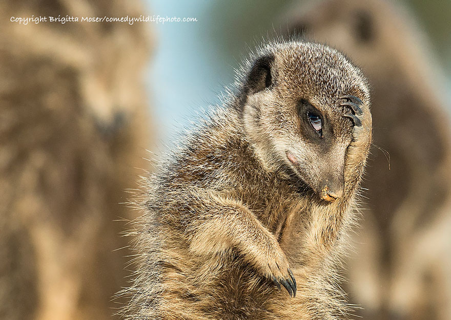 participantes-premios-fotografia-comedy-wildlife-2016 (8)