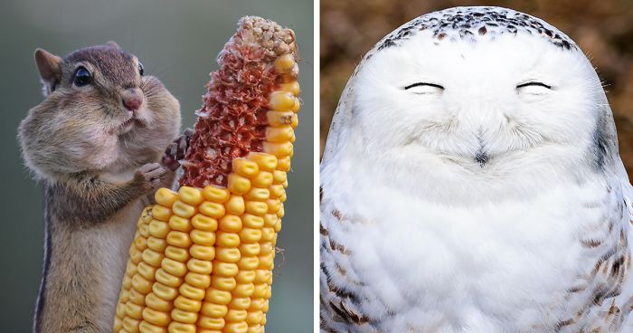 Los 10 participantes más divertidos de los premios de fotografía 2016 Comedy Wildlife
