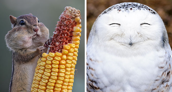 Los 10 participantes más divertidos de los premios de fotografía 2016 Comedy Wildlife