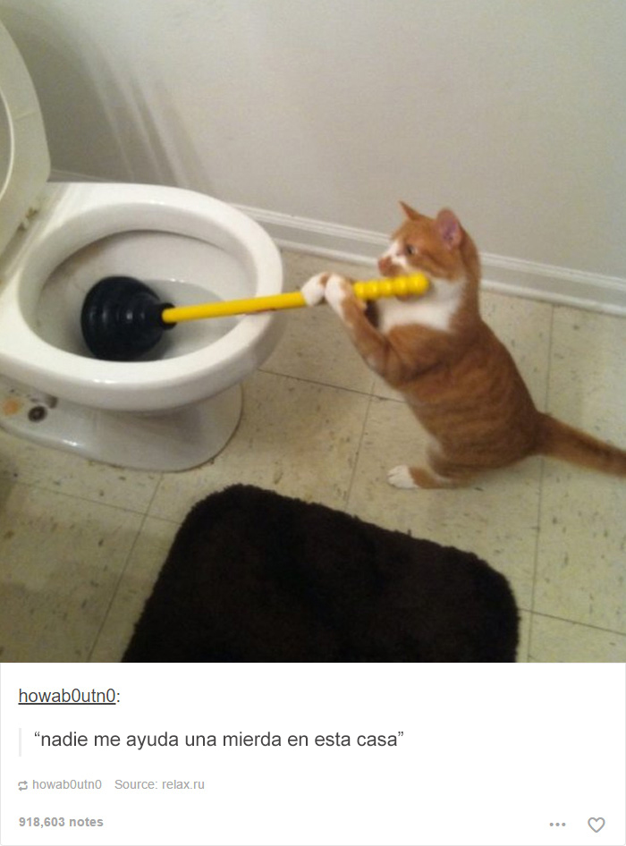 tumblrcat1