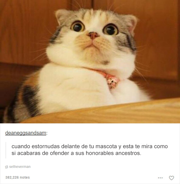tumblrcat10