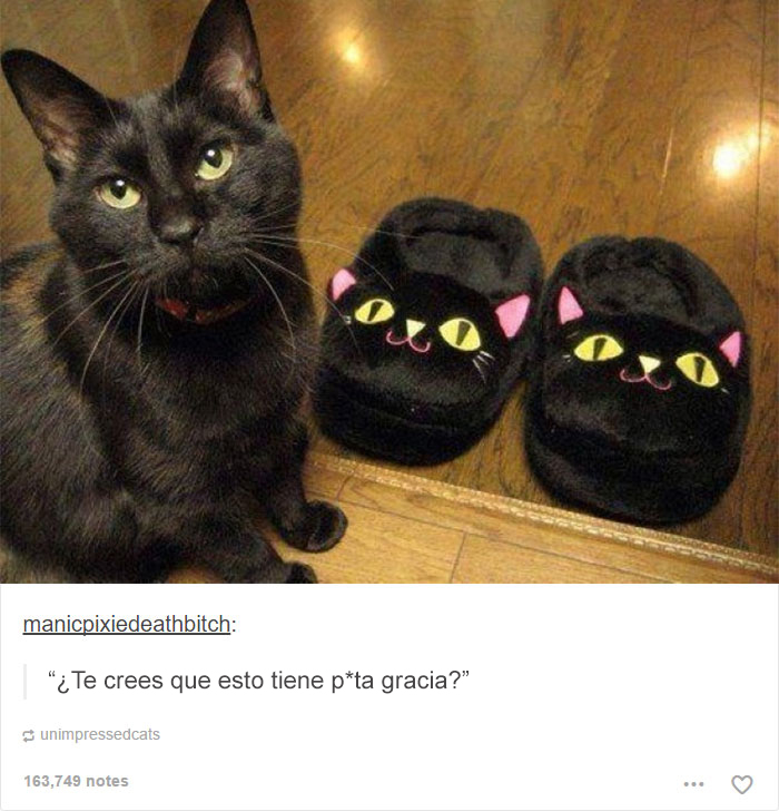 tumblrcat12