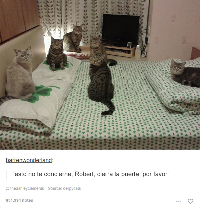 tumblrcat13