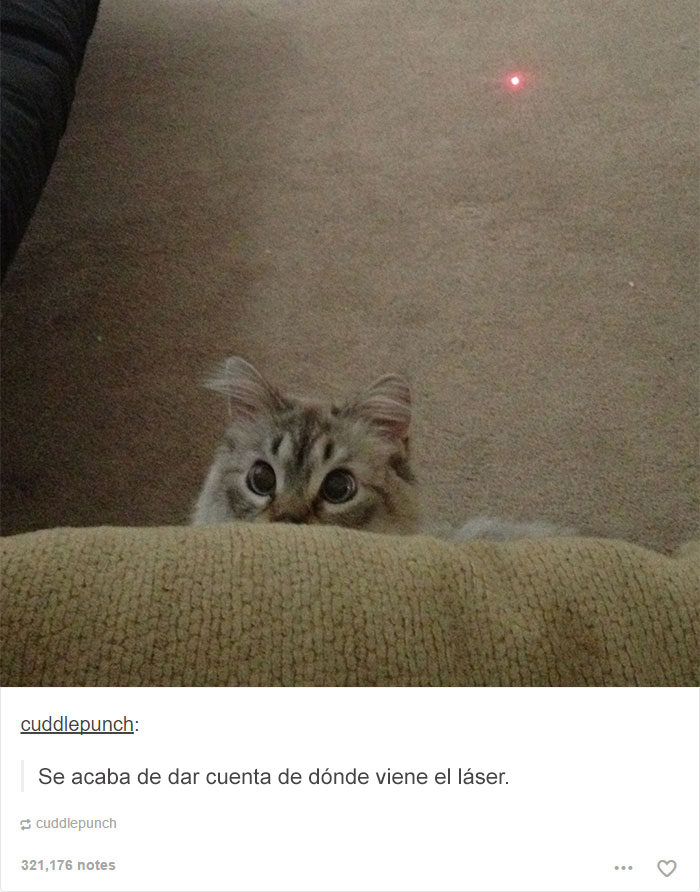tumblrcat14
