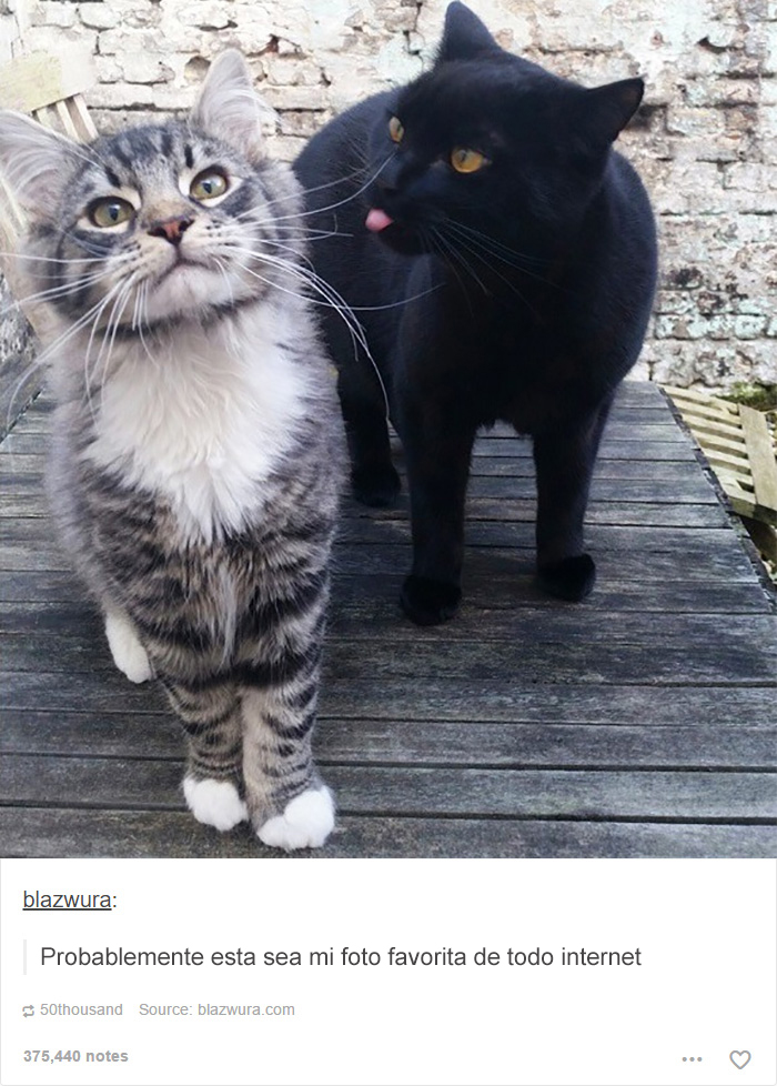 tumblrcat2