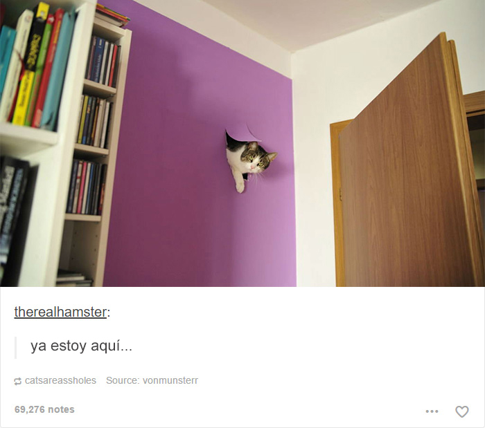tumblrcat3