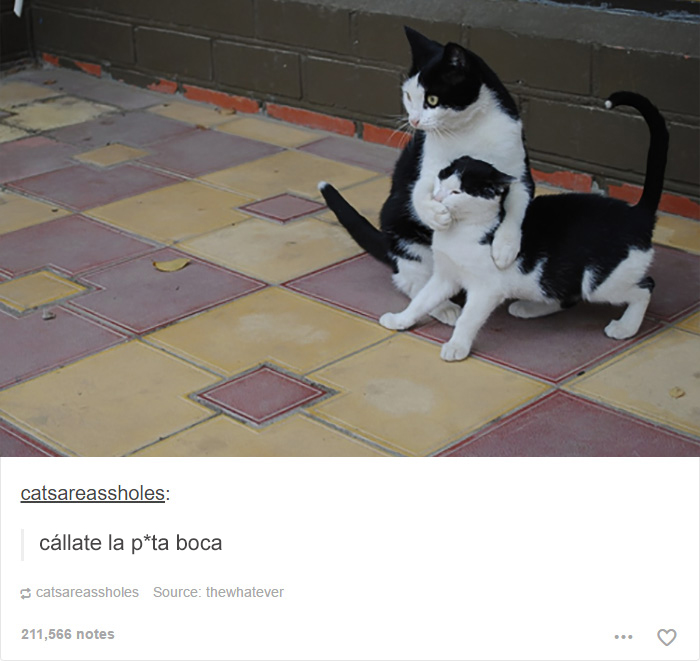 tumblrcat5