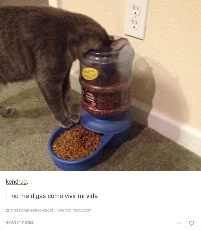 tumblrcat8