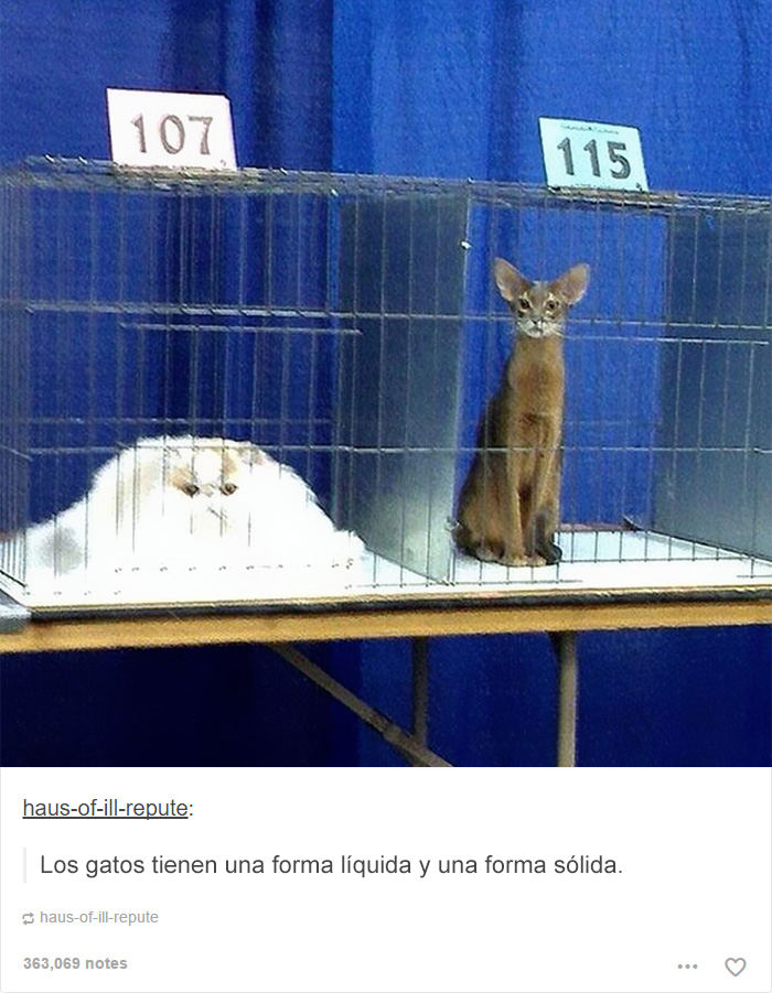 tumblrcat9