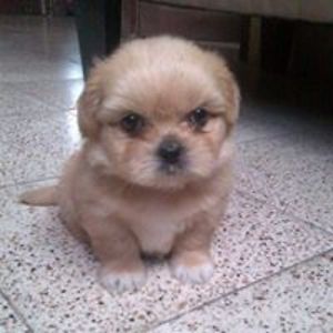 demetrio_gonzaga_robles avatar