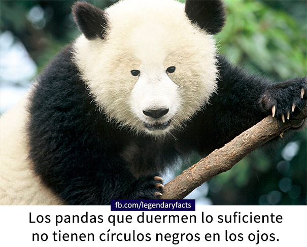 datos-falsos-humor-9