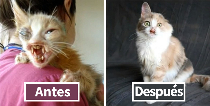 A los adultos les daba miedo mirar a este gato, hasta que una niña de 7 años lo salvó