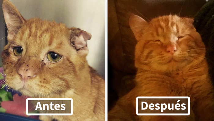 Una pareja adoptó al «gato más triste» al que nadie quería, y se transformó increíblemente