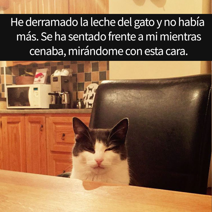 15 Divertidos snapchats de gatos que tienes que ver ahora miausmo