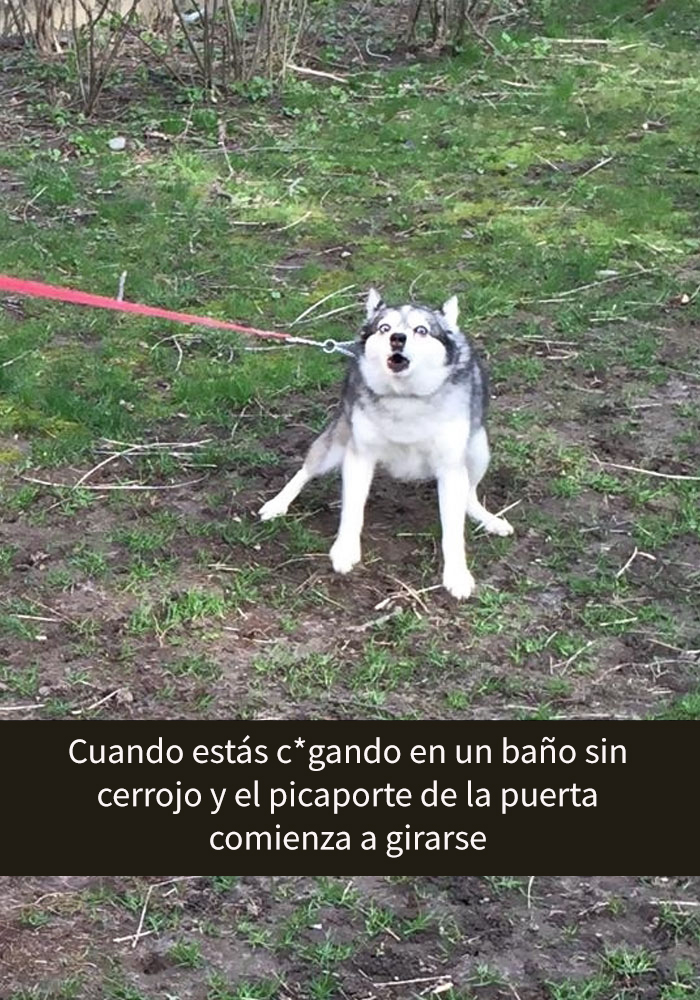humor-perros-husky-1