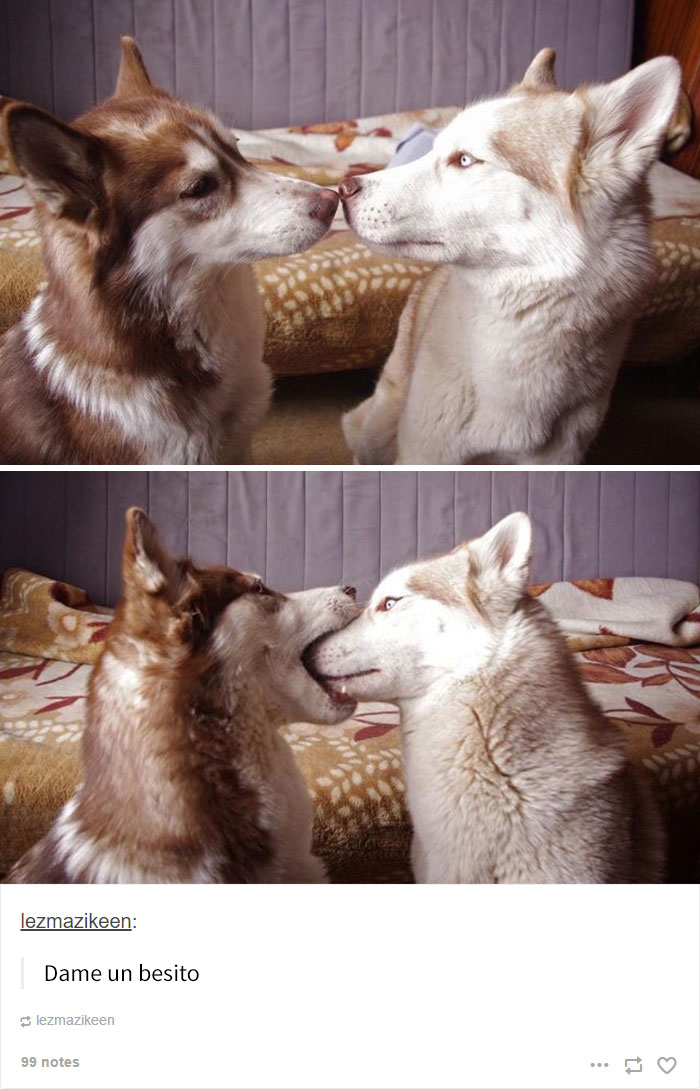 humor-perros-husky-10