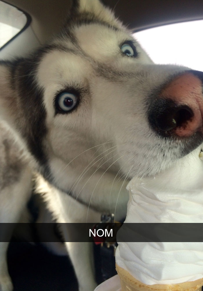 humor-perros-husky-13