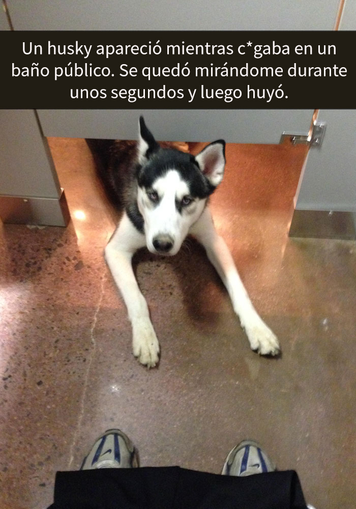 humor-perros-husky-2