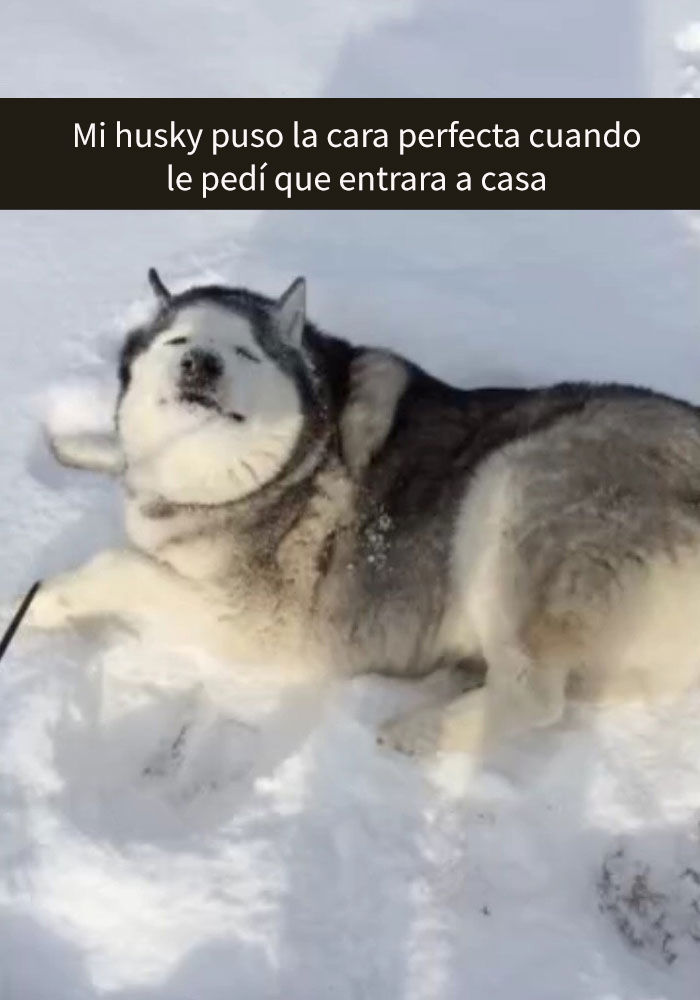 humor-perros-husky-3