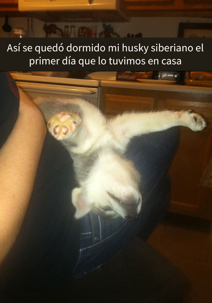 humor-perros-husky-4
