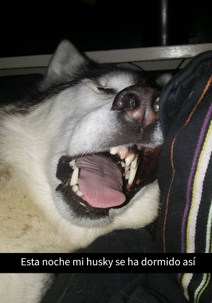humor-perros-husky-5