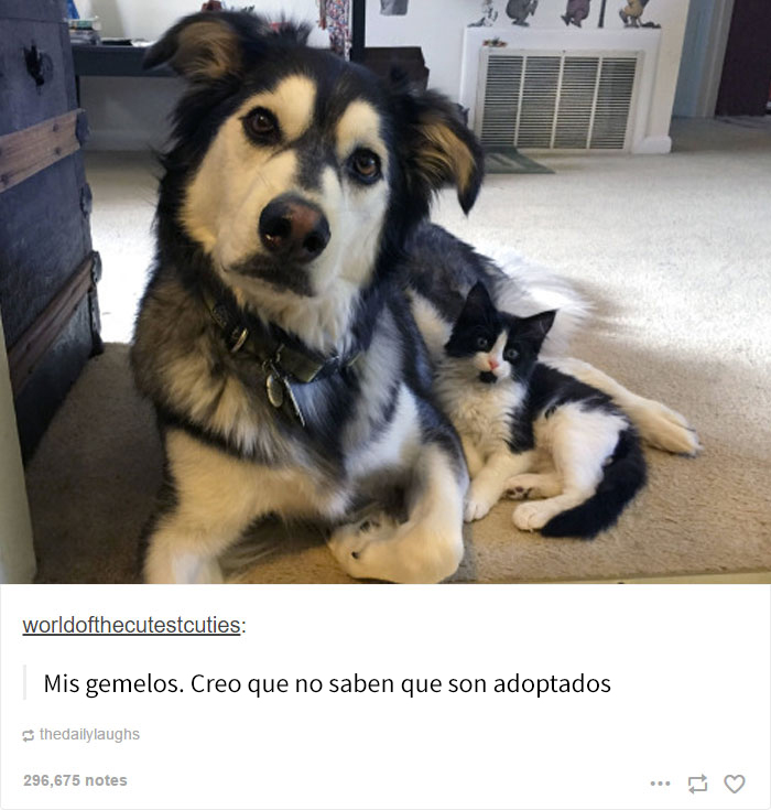 humor-perros-husky-6