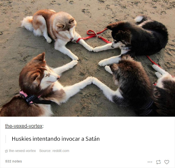 humor-perros-husky-7