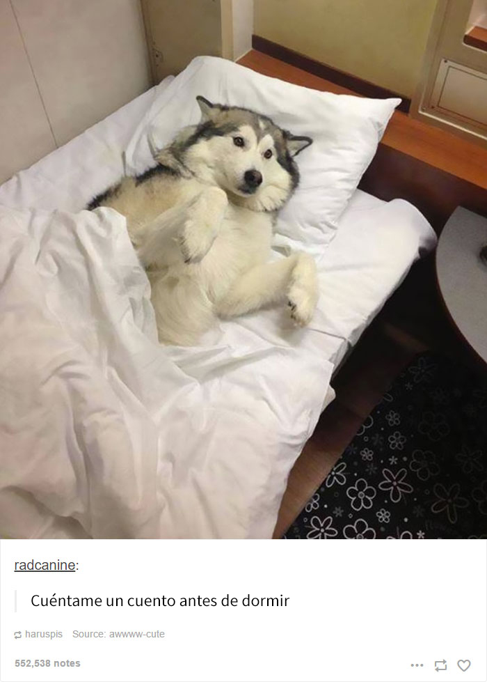 humor-perros-husky-8