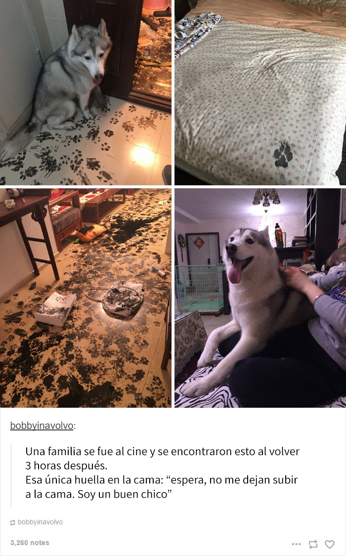 humor-perros-husky-9