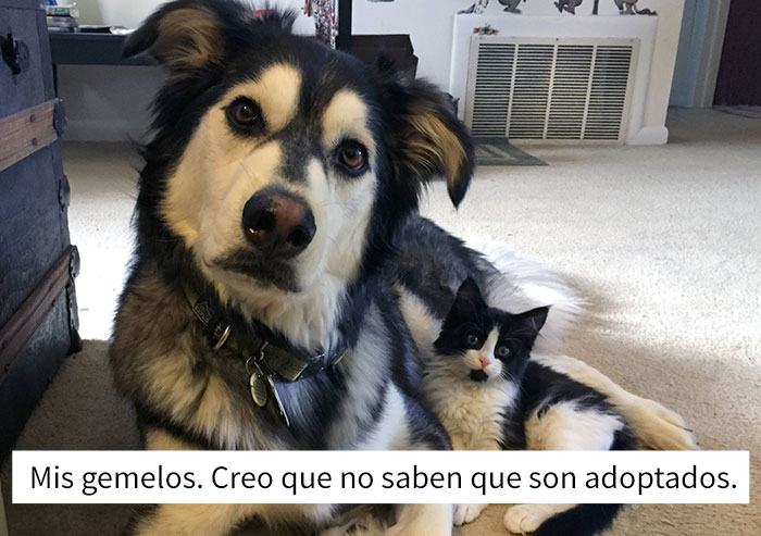 15 Divertidas publicaciones sobre huskies siberianos