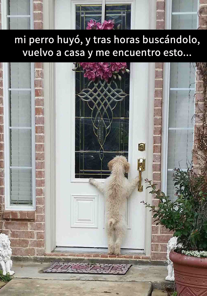 perros-snapchat-1