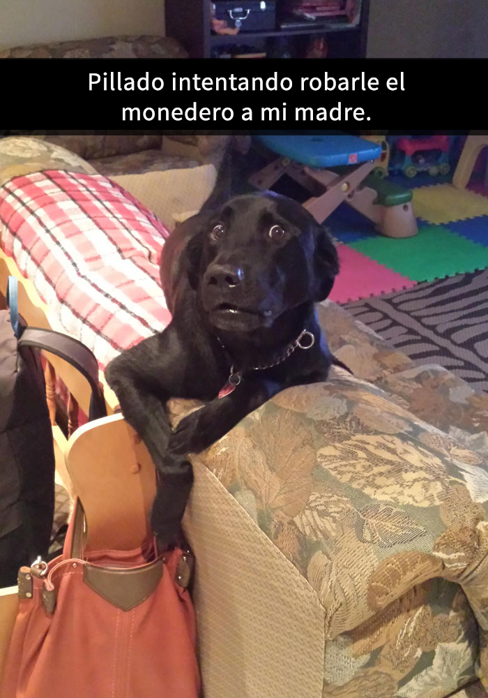 perros-snapchat-10