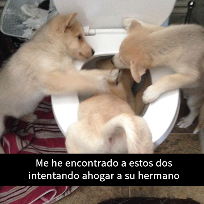 perros-snapchat-2
