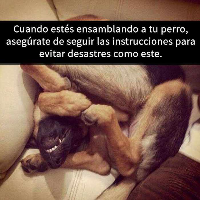 perros-snapchat-3