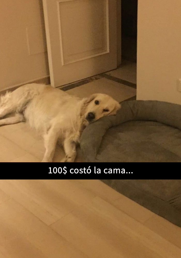 perros-snapchat-5
