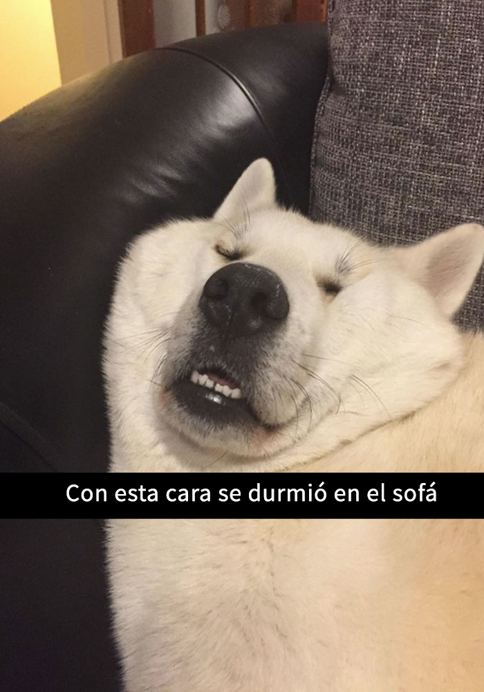 perros-snapchat-6