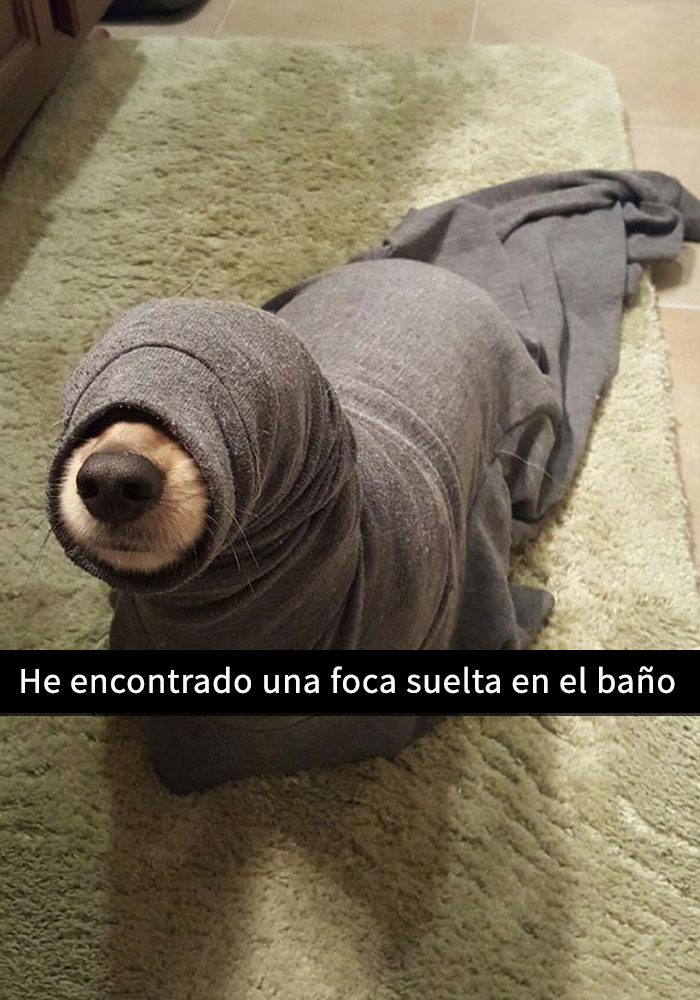 perros-snapchat-7
