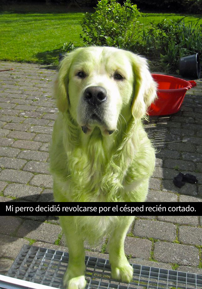 perros-snapchat-8