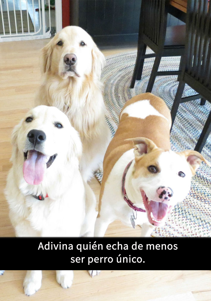 perros-snapchat-9