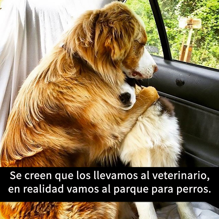 15 Divertidos snapchats con perros con los que es imposible no reírse