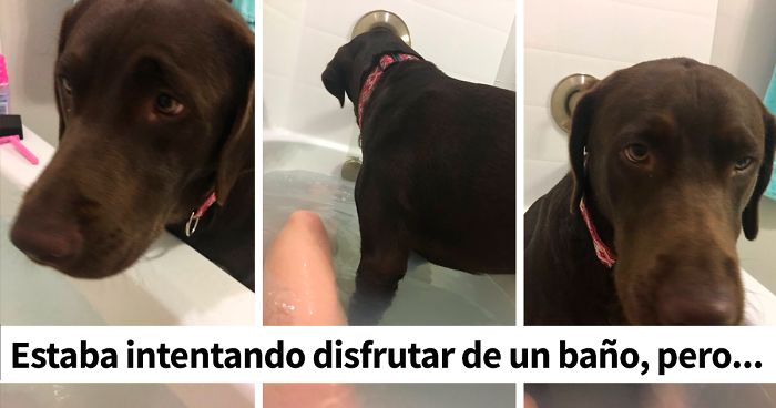 15 De los mejores tuits sobre perros