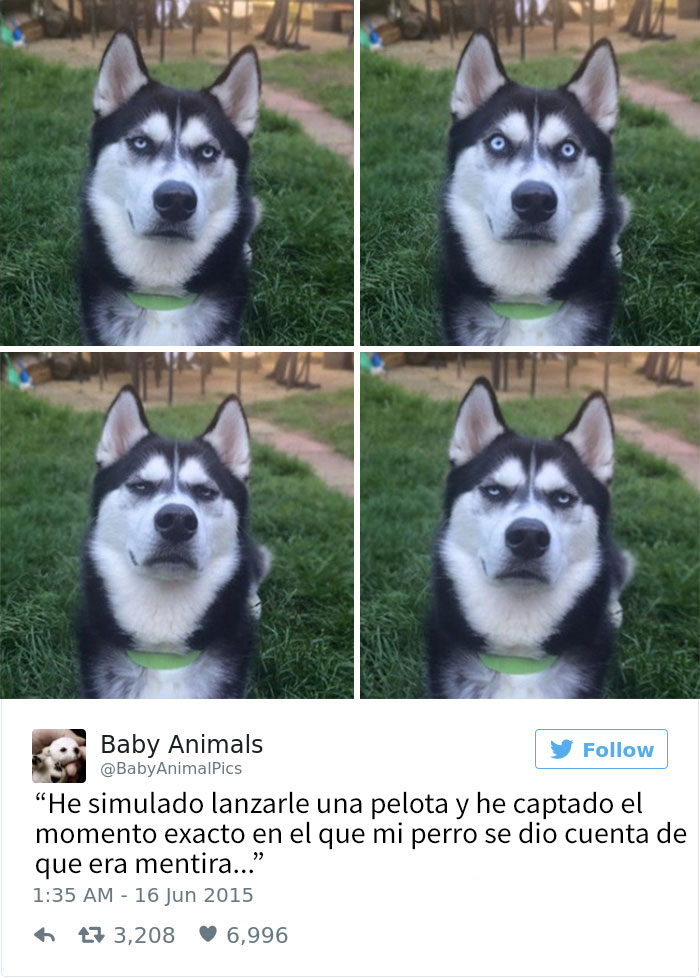 tuits-perros-15