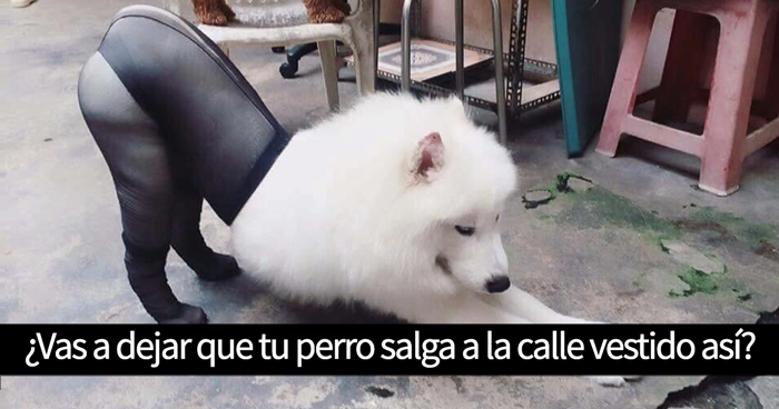 15 De los mejores tuits sobre perros