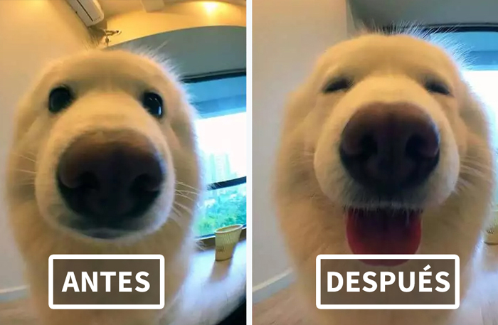 Fotos de mascotas antes y después de decirles lo buenos que son