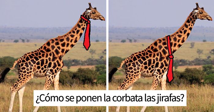 Nadie se pone de acuerdo en si las jirafas llevan la corbata en la parte alta o baja del cuello